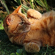 Brooklyn a rejoint le concours — aidez-le/la à gagner de superbes lots ! cat, orange_tabby, feline, animal, pet, grass, outdoor, nature, sunlight, relaxed, whiskers, leaf, greenery, mammal, closeup, fur, paw, ear, portrait, laying_down
