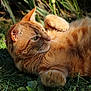 cat, orange_tabby, feline, animal, pet, grass, outdoor, nature, sunlight, relaxed, whiskers, leaf, greenery, mammal, closeup, fur, paw, ear, portrait, laying_down
