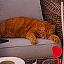 Brooklyn a rejoint le concours — aidez-le/la à gagner de superbes lots ! cat, orange_tabby, sleeping, cushion, chair, wicker, outdoor, relaxing, paw, drink, stirrer, heart_shape, toilet_paper, furniture, cozy, lazy, pet, animal, resting, summer