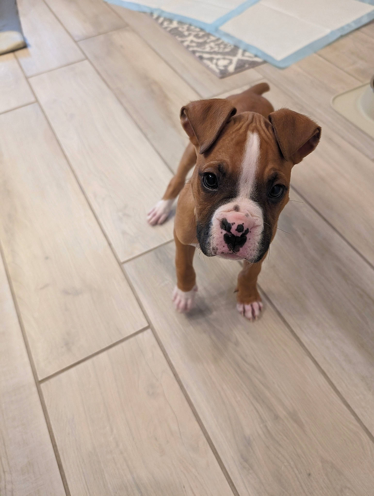 Maxon is registered to the contest to win money with this photo: bulldog, canidae, carnivore, collar, companion_dog, dog, dog_breed, dog_collar, fawn, flooring, hardwood, laminate_flooring, paw, plank, snout, sporting_group, wood, wood_flooring, wood_stain, working_animal
