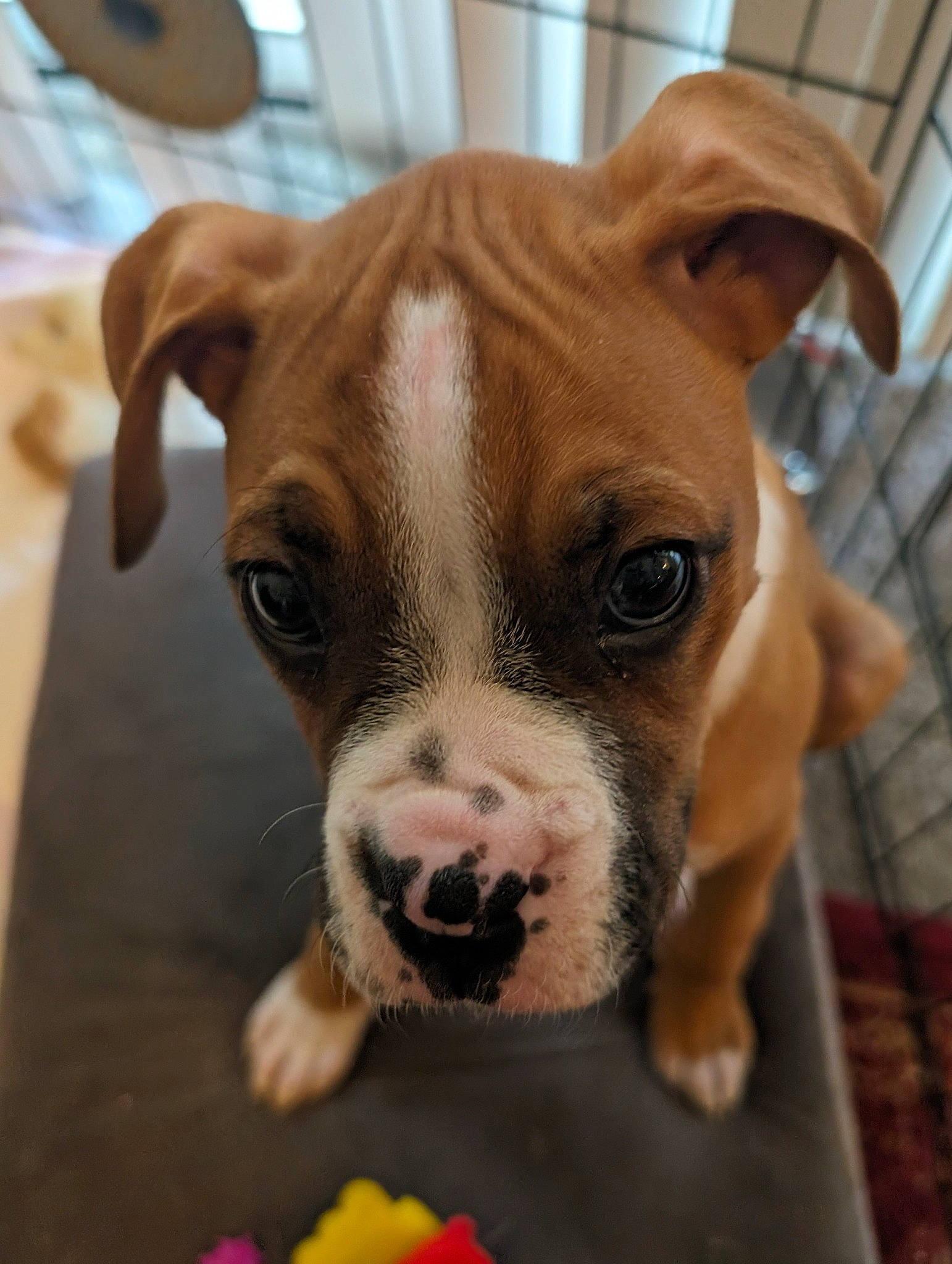 Maxon joined the competition — help win amazing prizes! australian_bulldog, bulldog, canidae, carnivore, companion_dog, dog, dog_breed, dog_collar, ear, fawn, fur, molosser, olde_english_bulldogge, snout, sporting_group, terrestrial_animal, toy_dog, whiskers, working_animal, wrinkle