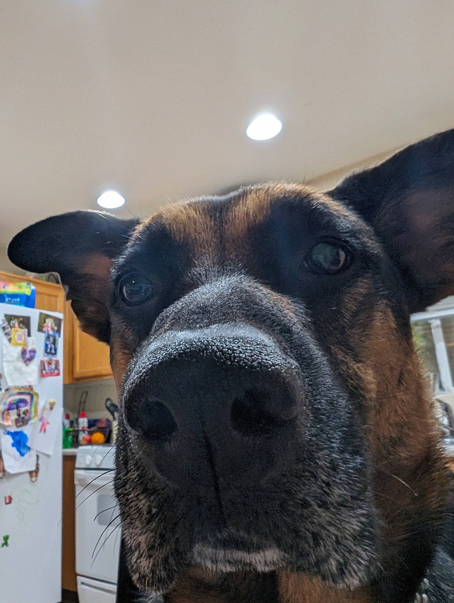 Mazikeen is registered to the contest to win money with this photo: canidae, carnivore, collar, companion_dog, dog, dog_breed, dog_collar, ear, fawn, fur, giant_dog_breed, guard_dog, liver, pet_supply, selfie, snout, sporting_group, whiskers, working_animal, working_dog