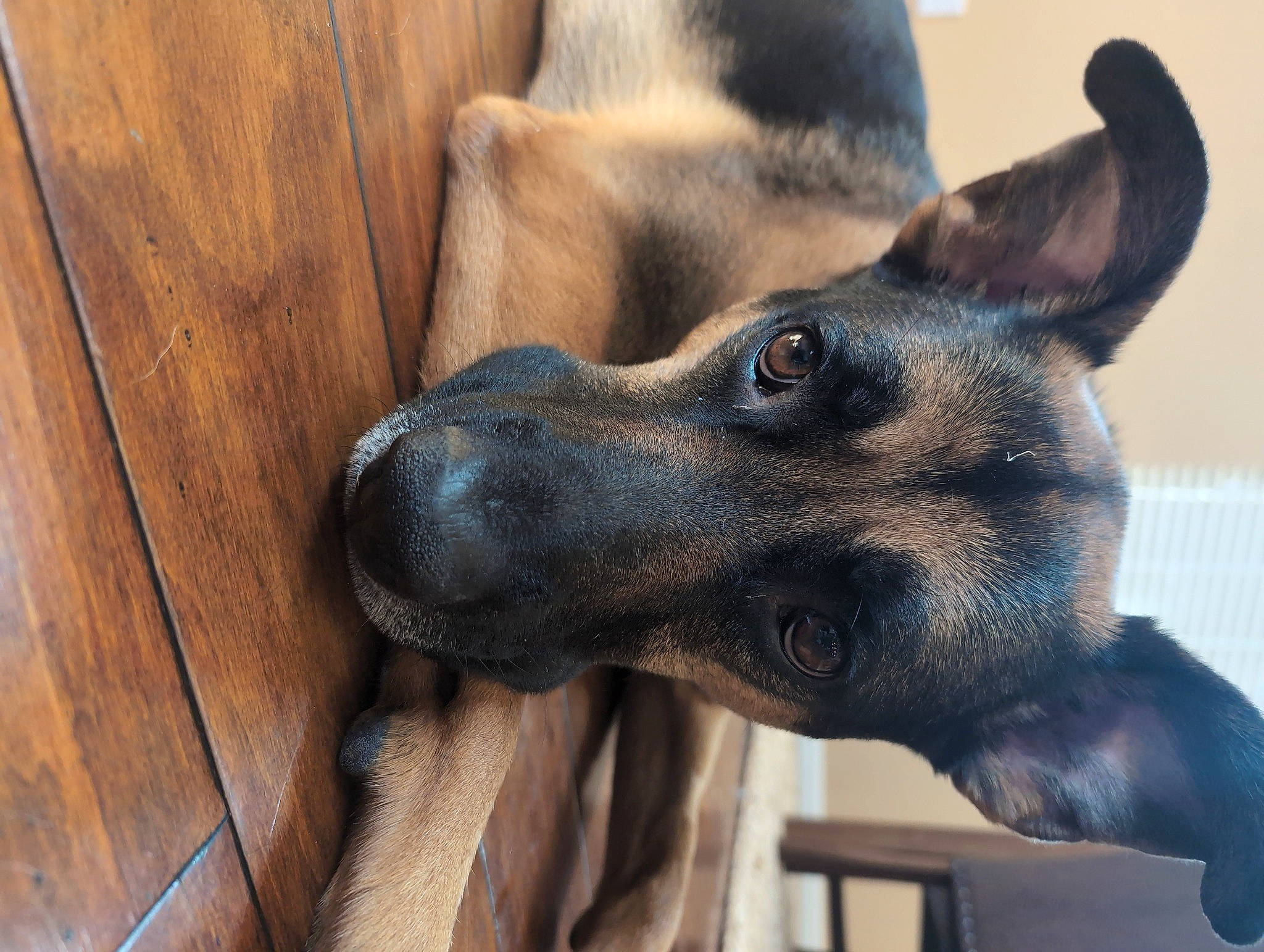 Mazikeen joined the competition — help win amazing prizes! carnivore, comfort, companion_dog, dog, dog_breed, ear, fawn, fur, grey, hardwood, pet_supply, plank, snout, sporting_group, terrestrial_animal, varnish, whiskers, wood, wood_stain, working_animal