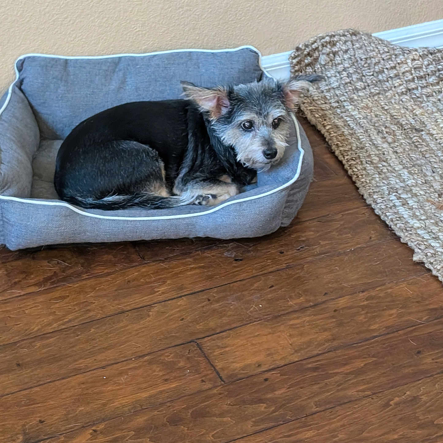 Daphne joined the competition — help win amazing prizes! animal, canine, chihuahua, couch, dog, dogbed, furniture, hardwood, homedecor, linen, pet, poodle, puppy, terrier, wood