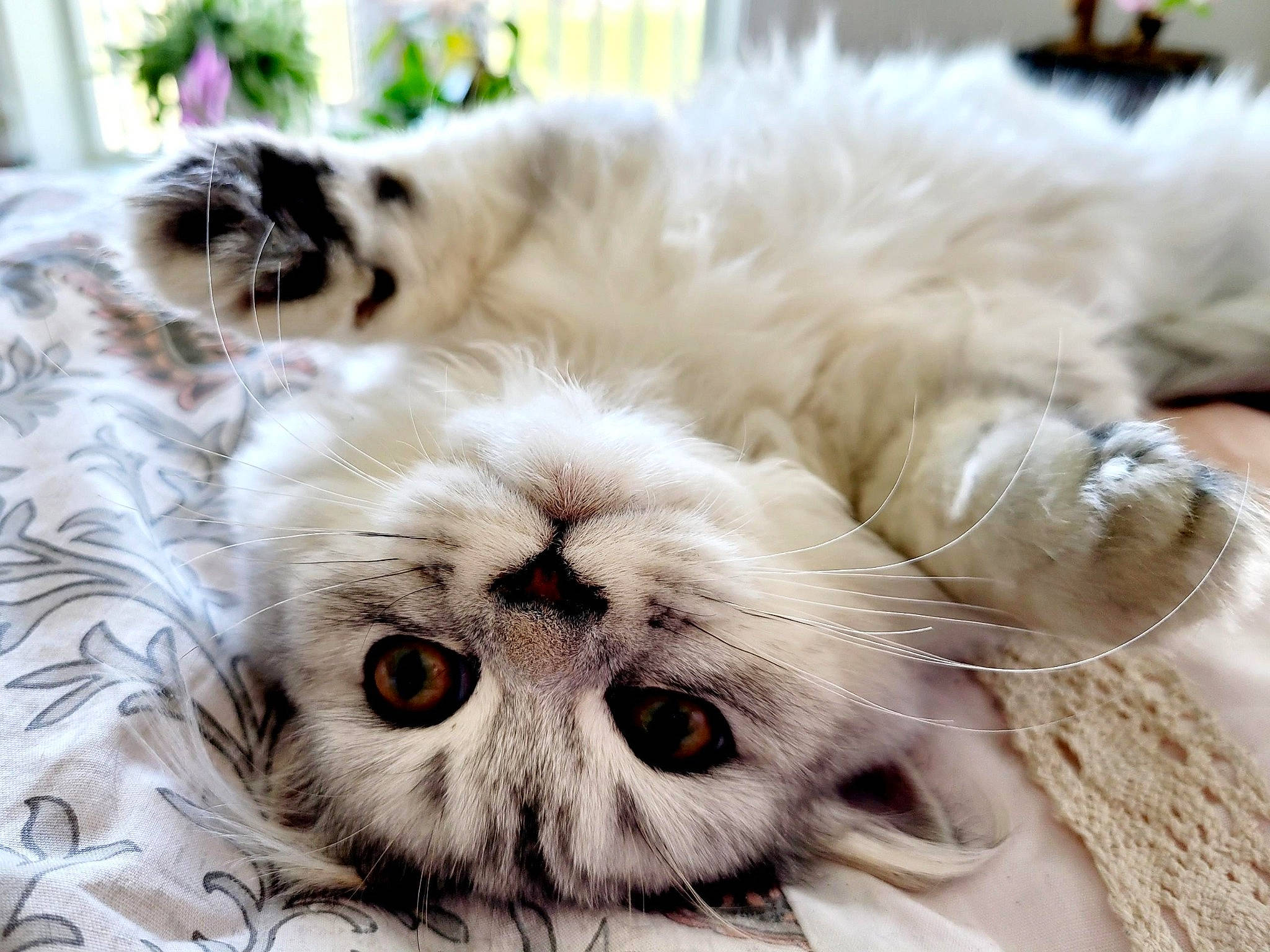 Willow