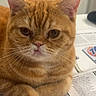 animal, cat, closeup, cute, domestic_animal, ears, eyes, face, feline, fur, household, indoor, newspaper, orange_tabby, paw, pet, portrait, resting, table, whiskers