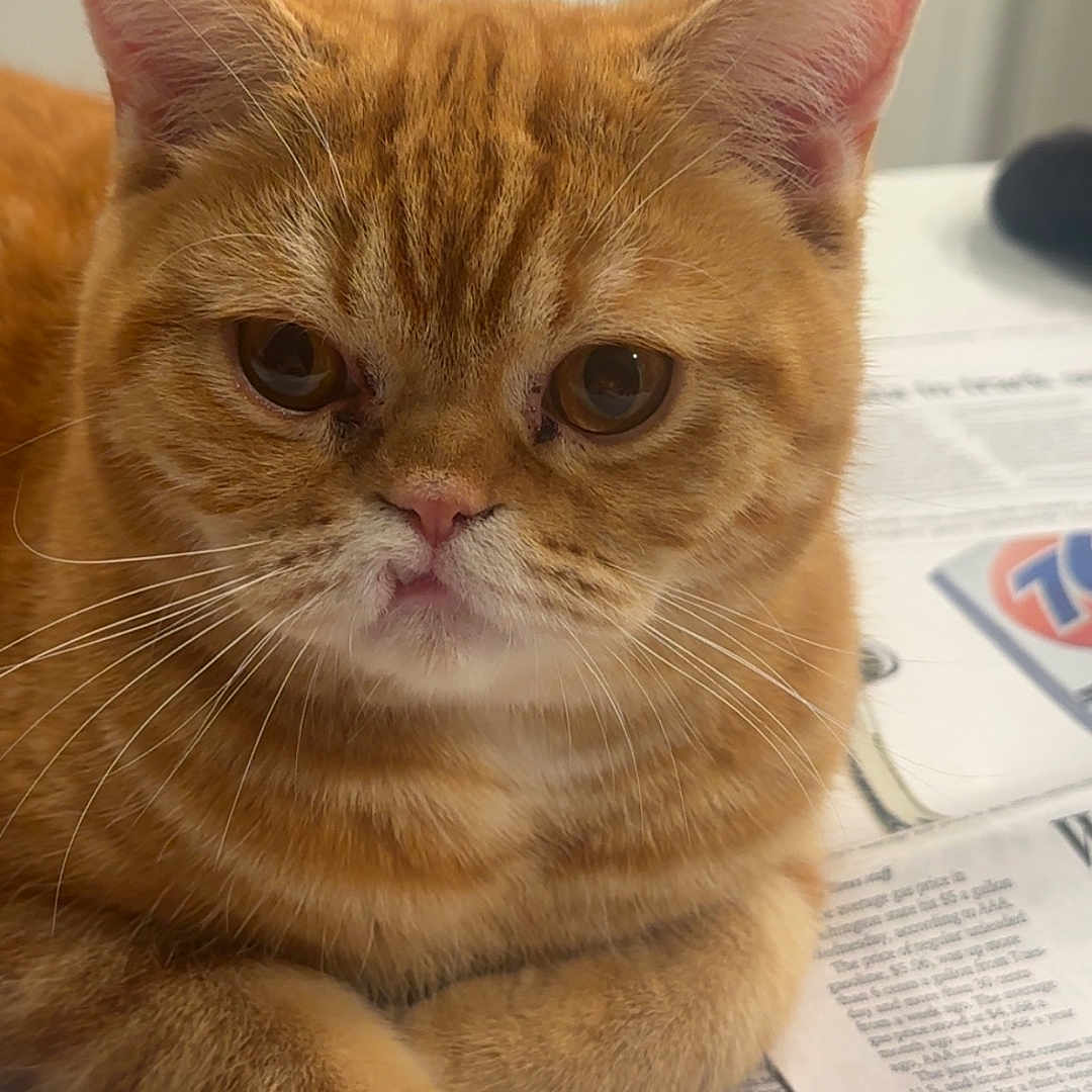 Cheddar