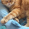 cat, orange_cat, sleeping, pet, feline, cozy, plush_bed, blue_bed, indoor, cute, relaxed, paw, animal, fur, whiskers, resting, domestic_cat, soft, comfortable, peaceful