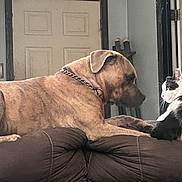 Chaos And Pixel joined the competition — help win amazing prizes! accessories, animal, architecture, boxer, building, bulldog, canine, cat, couch, dog, face, furniture, greatdane, head, hound, indoors, person, pet, pitbull, puppy