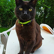 Felix participe au concours pour gagner de l'argent avec cette photo : black_cat, cat, pet, animal, yellow_eyes, green_collar, outdoor, table, plastic_chair, garden, furniture, nature, greenery, sitting, portrait, domestic_cat, close_up, fur, whiskers, daylight