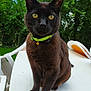 black_cat, cat, pet, animal, yellow_eyes, green_collar, outdoor, table, plastic_chair, garden, furniture, nature, greenery, sitting, portrait, domestic_cat, close_up, fur, whiskers, daylight