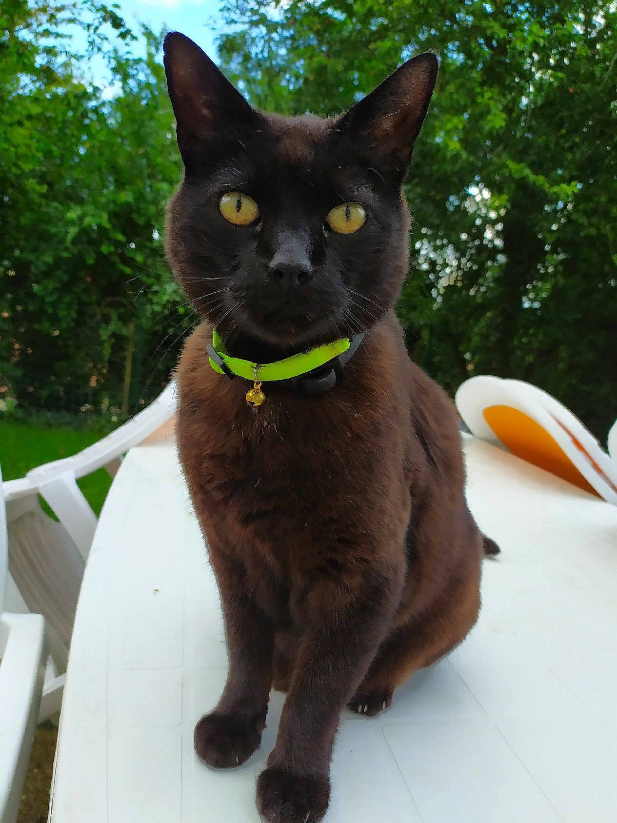 Felix