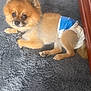 Toby joined the competition — help win amazing prizes! dog, small_dog, diaper, indoor, rug, gray_rug, wooden_cabinet, door, pet, fur, cute, lying_down, floor, domestic, animal, companion, indoor_lighting, brown_fur, pet_accessory, relaxed
