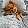 Toby joined the competition — help win amazing prizes! dog, bed, blanket, pillow, cozy, cute, pet, fur, resting, indoors, sleepy, animal, smiling, comfortable, small_dog, cute_pet, relaxed, domestic_animal, fur_texture, companion