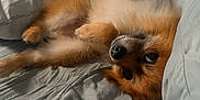 Toby is registered to the contest to win money with this photo: dog, bed, pillow, fur, relaxed, indoors, pet, cute, lying_down, cozy, animal, canine, fluffy, home, resting, sleepy, brown, white, soft, comfortable