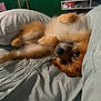 dog, bed, pillow, fur, relaxed, indoors, pet, cute, lying_down, cozy, animal, canine, fluffy, home, resting, sleepy, brown, white, soft, comfortable