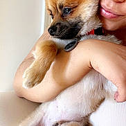 Toby is registered to the contest to win money with this photo: dog, puppy, person, hug, closeup, indoor, fur, pet, face, arm, comfort, cuddle, collar, cute, resting, light, skin, white, expression, warm