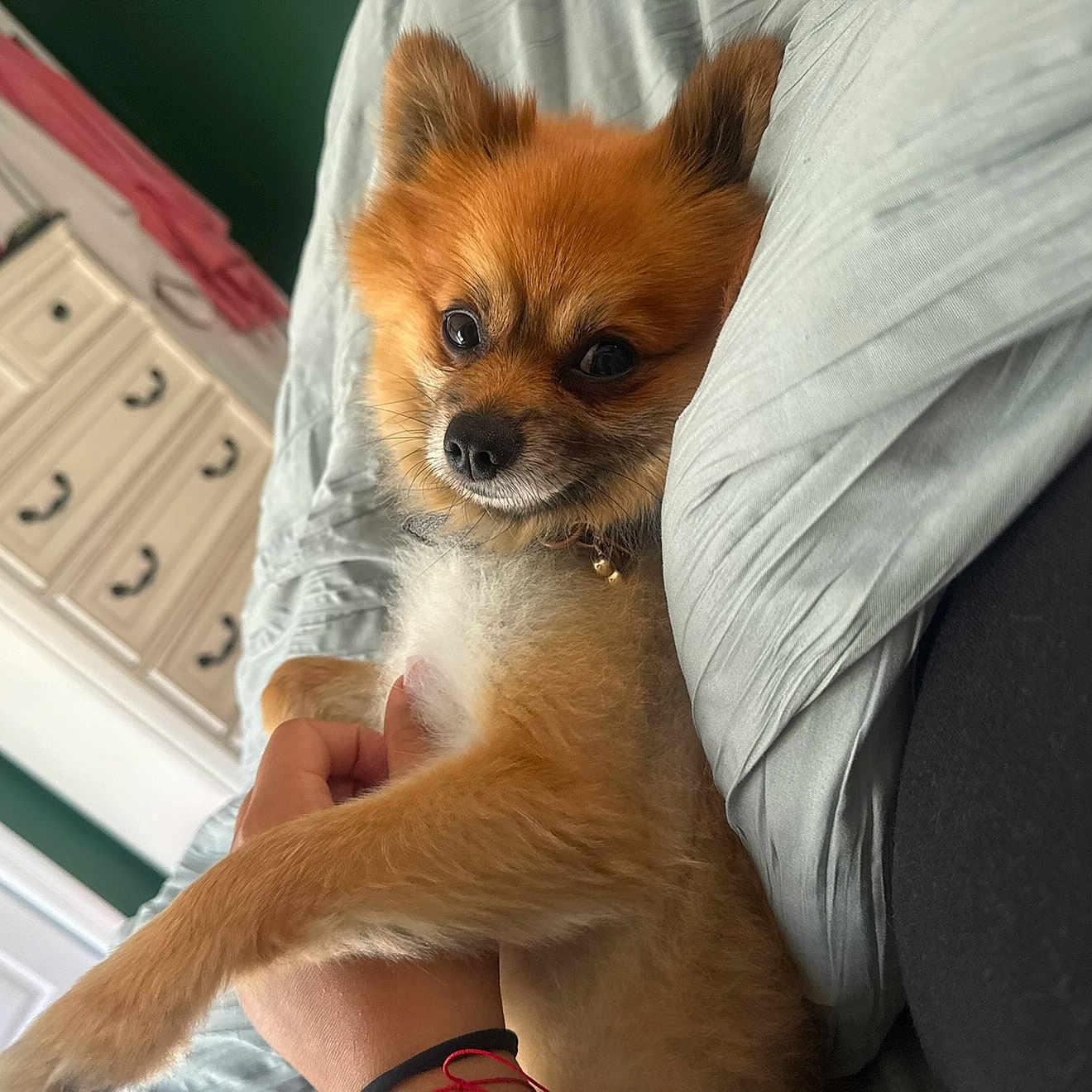 Toby joined the competition — help win amazing prizes! animal, bed, blanket, collar, comfort, cozy, curious, cute, dog, domestic, fur, furniture, hand, indoor, person_hand, pet, pomeranian, relaxation, resting, small_dog