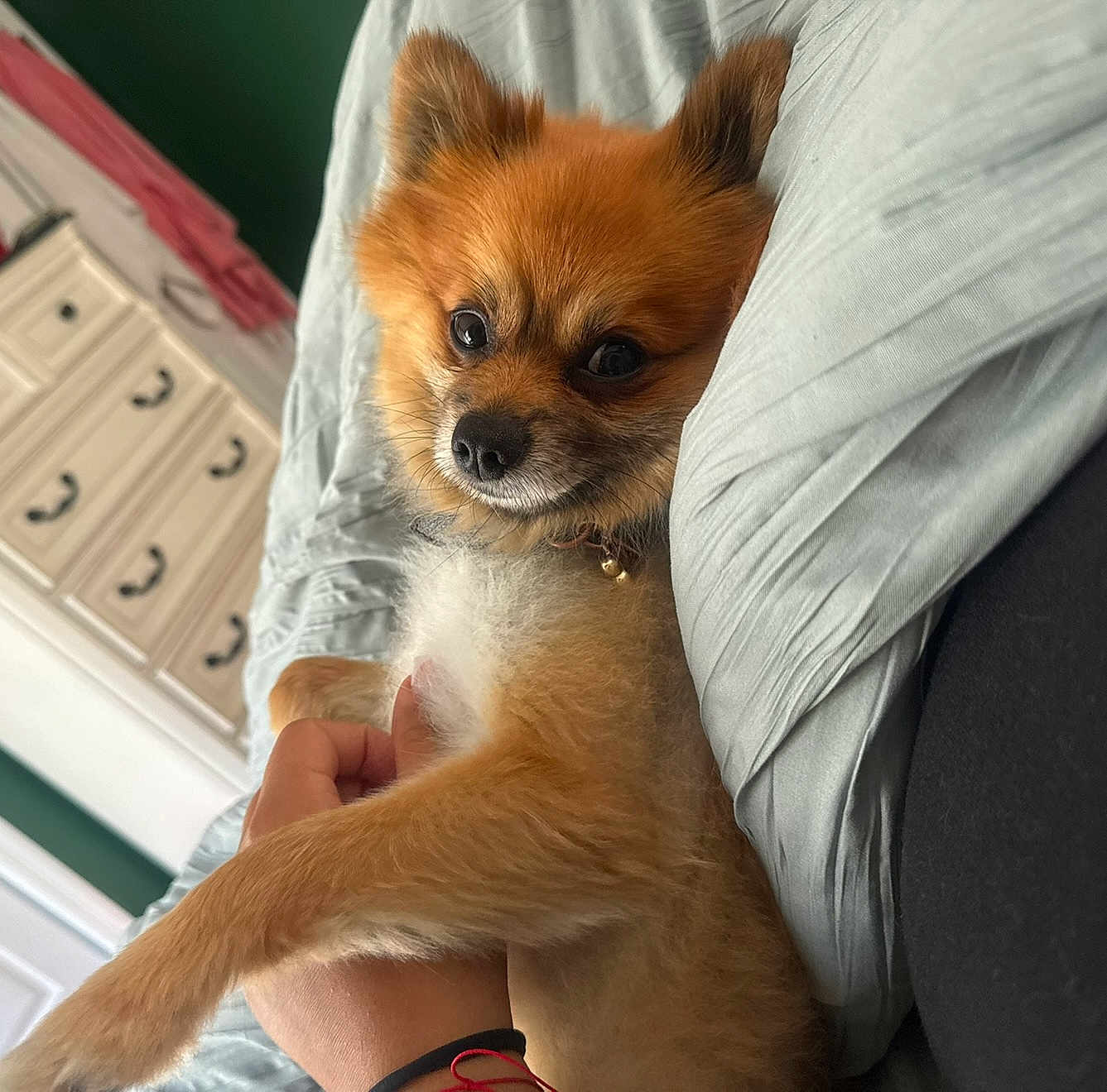 Toby joined the competition — help win amazing prizes! dog, pomeranian, pet, bed, blanket, hand, fur, cozy, indoor, cute, animal, small_dog, resting, curious, domestic, furniture, collar, person_hand, comfort, relaxation