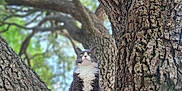Izzy is registered to the contest to win money with this photo: cat, tree, bark, trunk, paws, nature, outdoors, green_leaves, blurred_background, portrait, cute, whiskers, furry, sitting, looking_up, vertical_composition, depth_of_field, closeup, sunlight, branch