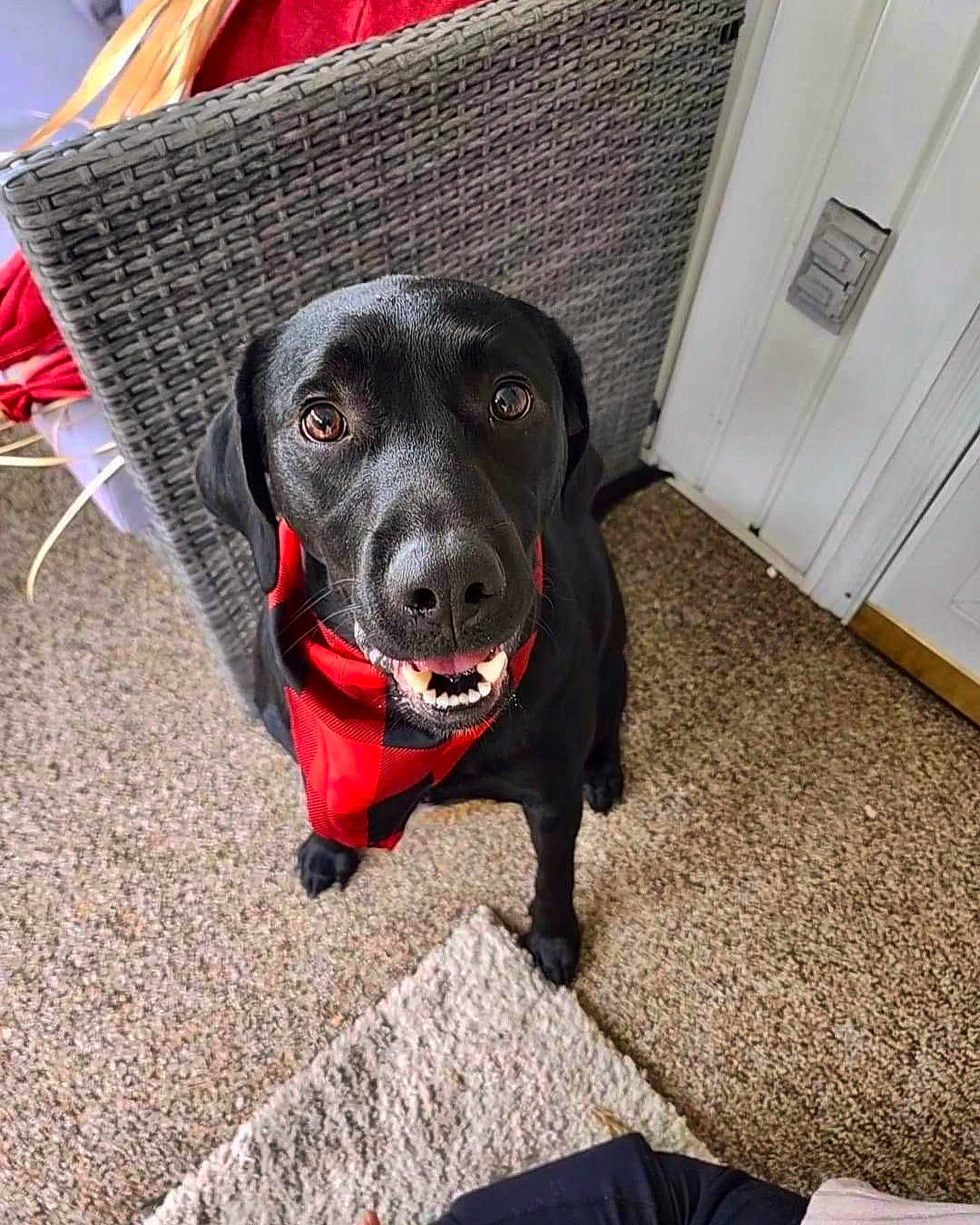 Remi joined the competition — help win amazing prizes! borador, canidae, carnivore, collar, companion_dog, dog, dog_breed, dog_collar, dog_supply, door, flooring, fur, guard_dog, gun_dog, pet_supply, retriever, snout, sporting_group, whiskers, working_animal