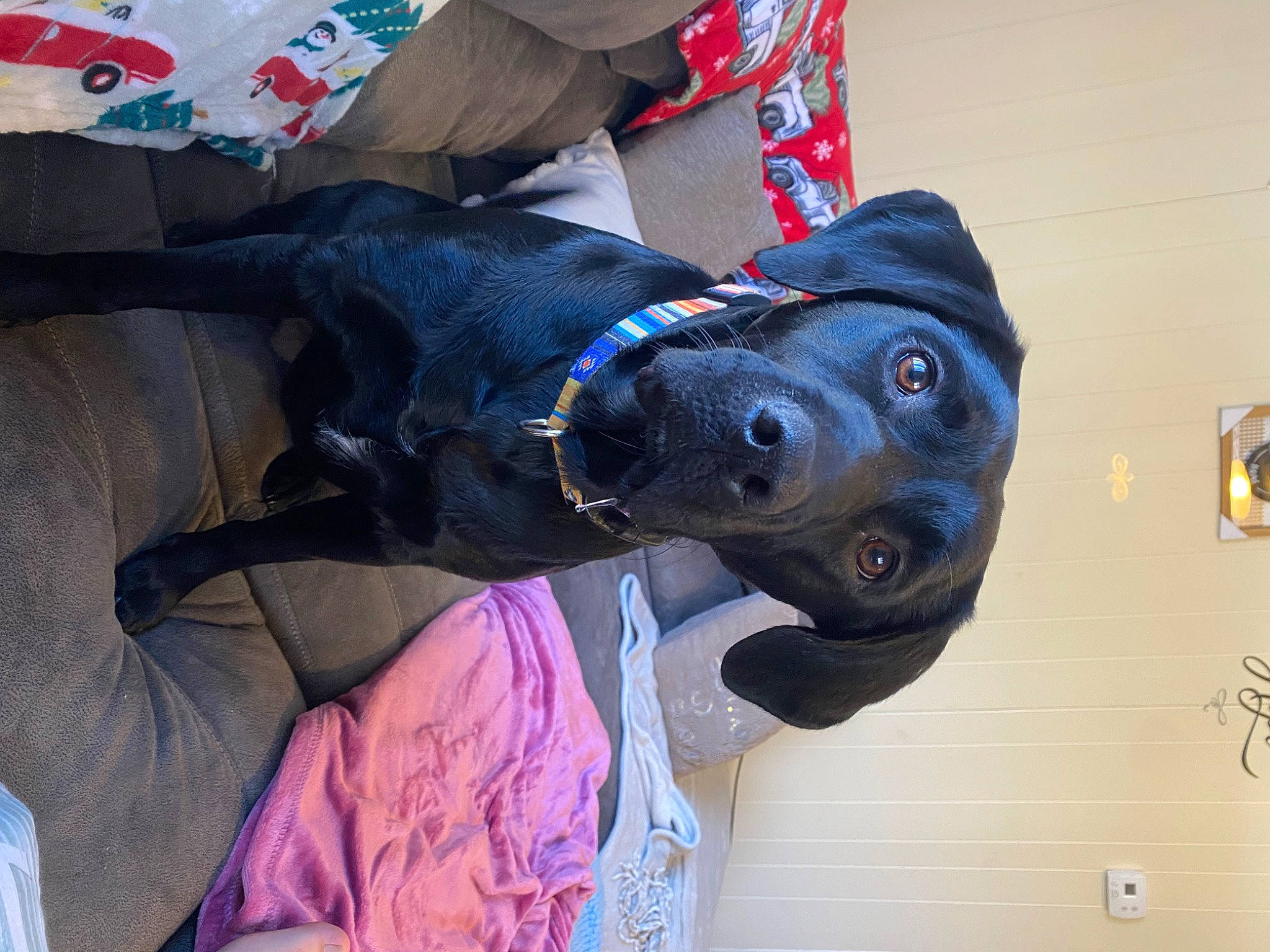 Remi joined the competition — help win amazing prizes! canidae, carmine, carnivore, collar, companion_dog, dog, dog_breed, dog_clothes, dog_collar, dog_supply, electric_blue, fashion_accessory, fur, leash, personal_protective_equipment, pet_supply, sleeve, snout, sporting_group, working_animal