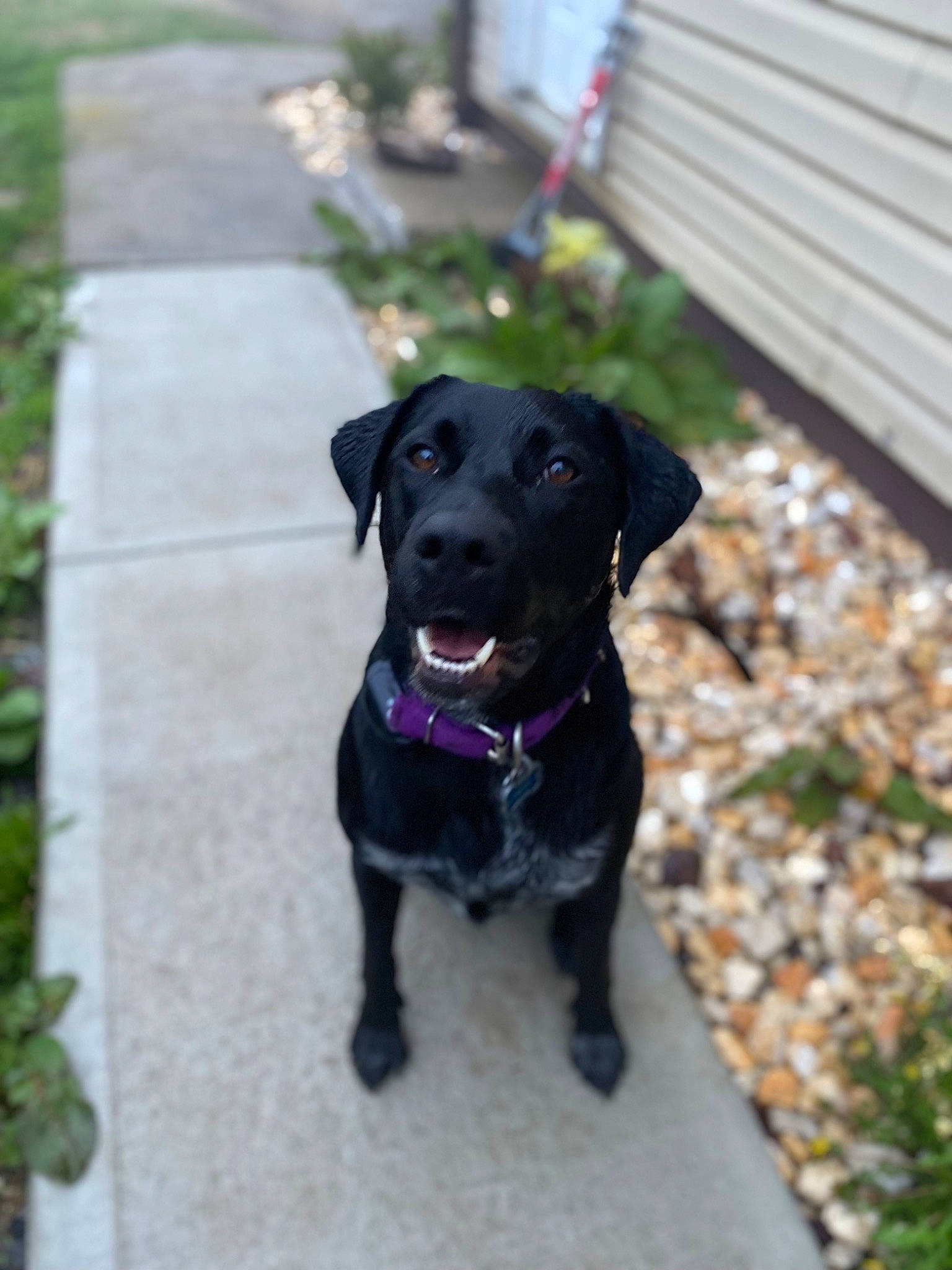 Daisy joined the competition — help win amazing prizes! borador, carnivore, collar, companion_dog, dog, dog_breed, dog_collar, electric_blue, grass, guard_dog, gun_dog, leash, pet_supply, plant, plott_hound, retriever, sporting_group, tail, working_animal, working_dog