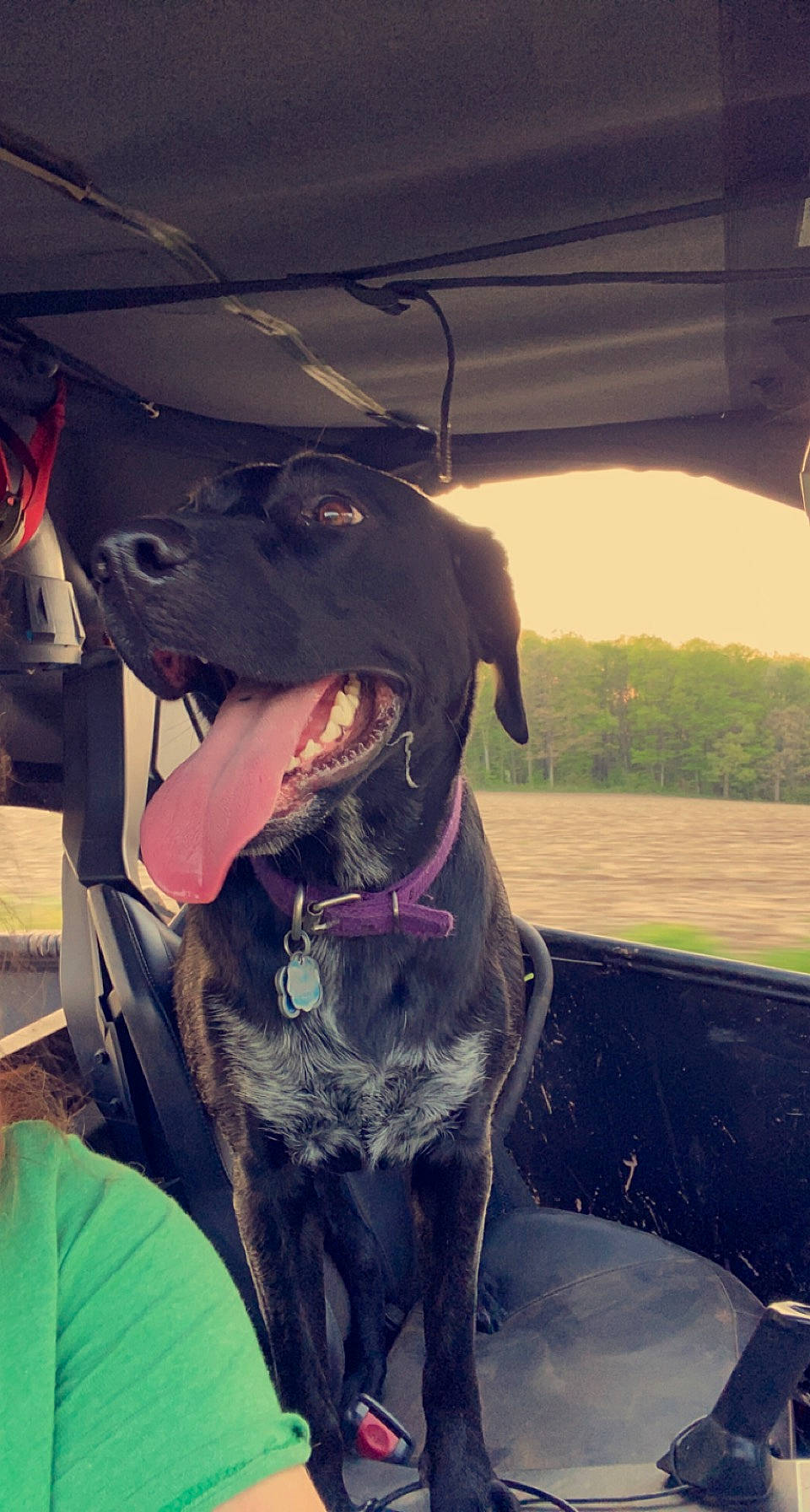 Daisy joined the competition — help win amazing prizes! borador, carnivore, collar, companion_dog, dog, dog_breed, dog_collar, fawn, gun_dog, leash, liver, plant, pointing_breed, snout, sporting_group, tints_and_shades, vehicle_door, whiskers, windshield, working_animal