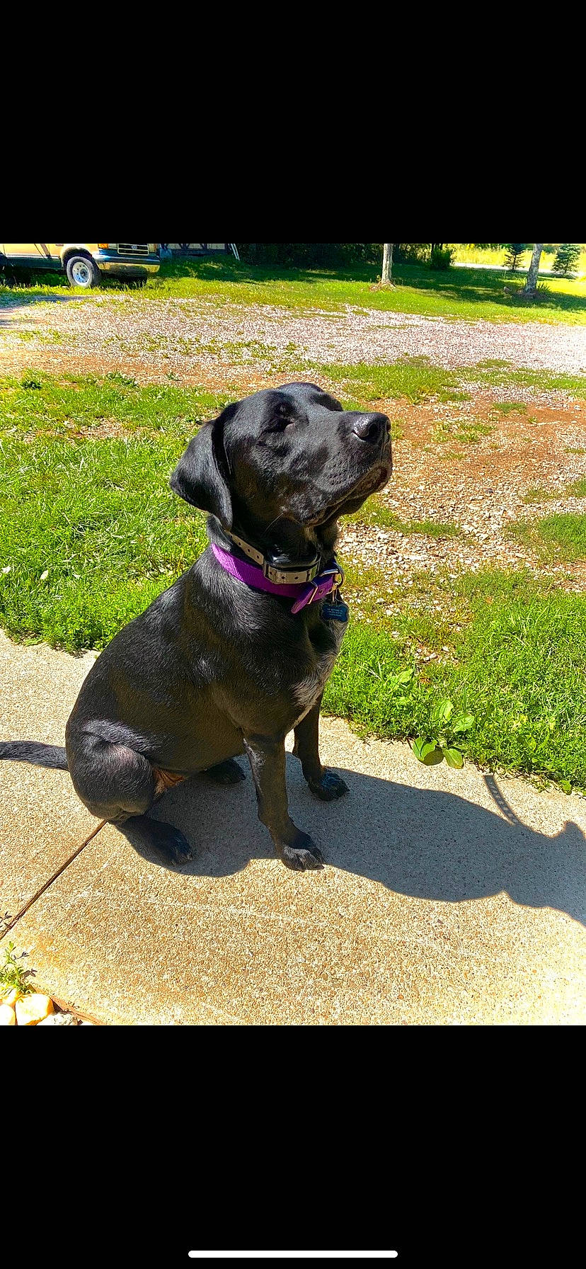 Daisy is registered to the contest to win money with this photo: borador, canidae, carnivore, collar, companion_dog, dog, dog_breed, dog_collar, dog_supply, grass, guard_dog, gun_dog, leash, liver, pet_supply, plant, road_surface, sporting_group, tail, working_animal