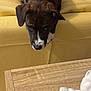 Ace participe au concours pour gagner de l'argent avec cette photo : dog, brindle, white_markings, yellow_couch, leather, wooden_table, white_cloth, indoor, curious, pet, furniture, wood_paneling, canine, looking_down, resting, domestic_animal, close_up, cozy, home, animal