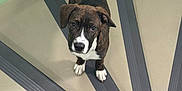 Ace a rejoint le concours — aidez-le/la à gagner de superbes lots ! dog, brindle, white_paws, white_chest, floor, anti_slip_strips, black_strips, beige_floor, mint_green_wall, corner, looking_up, pet, indoor, curious, standing, ears_down, short_fur, animal, canine, companion