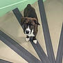 dog, brindle, white_paws, white_chest, floor, anti_slip_strips, black_strips, beige_floor, mint_green_wall, corner, looking_up, pet, indoor, curious, standing, ears_down, short_fur, animal, canine, companion