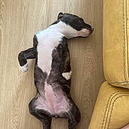 Ace a rejoint le concours — aidez-le/la à gagner de superbes lots ! puppy, dog, sleeping, floor, wood_floor, lying_down, relaxed, pet, canine, fur, white_paws, brown_fur, black_fur, indoor, couch, yellow_couch, resting, cute, young_dog, nap