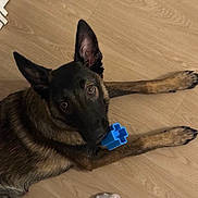 Loki a rejoint le concours — aidez-le/la à gagner de superbes lots ! dog, german_shepherd, toy, blue_toy, floor, wooden_floor, pet, indoor, laying_down, brown_fur, black_fur, ears, paws, animal, canine, looking_up, sock, foot, domestic, pet_toy
