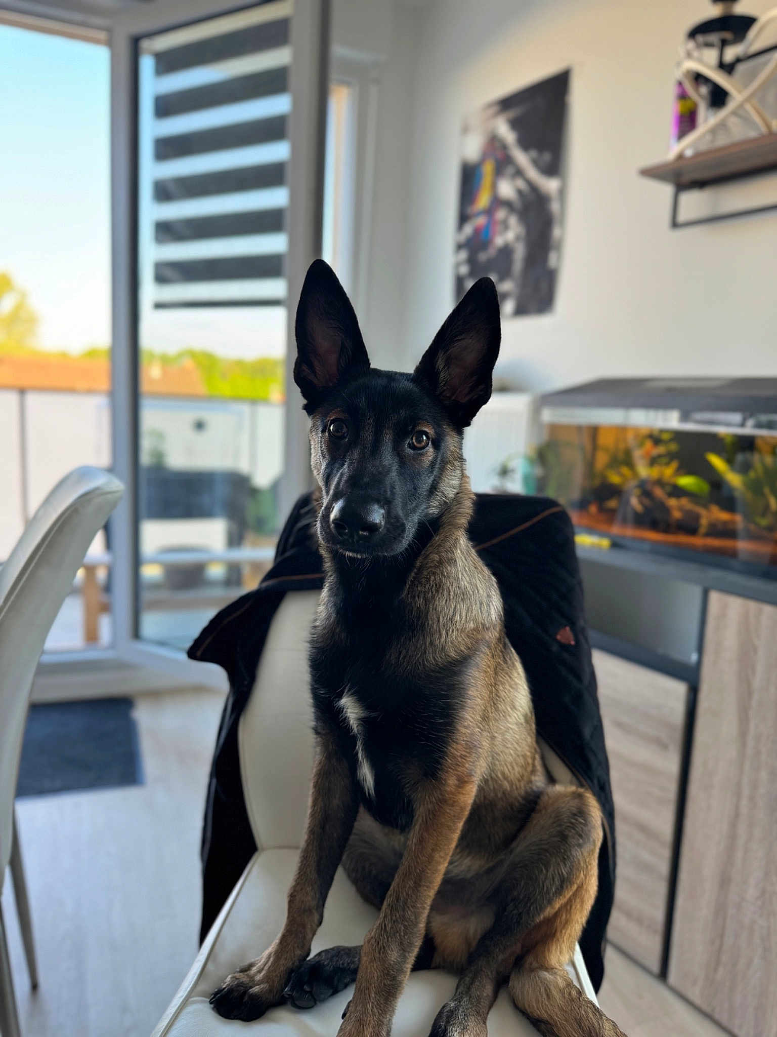 Loki