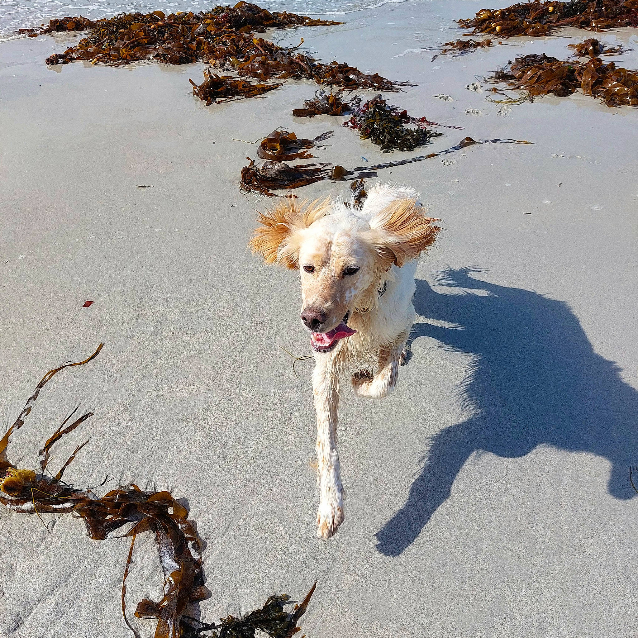 Ulysse participe au concours pour gagner de l'argent avec cette photo : beach, body_of_water, canidae, carnivore, coast, collar, companion_dog, dog, dog_breed, fawn, landscape, ocean, sand, shadow, sporting_group, tail, twig, water, winter, wood