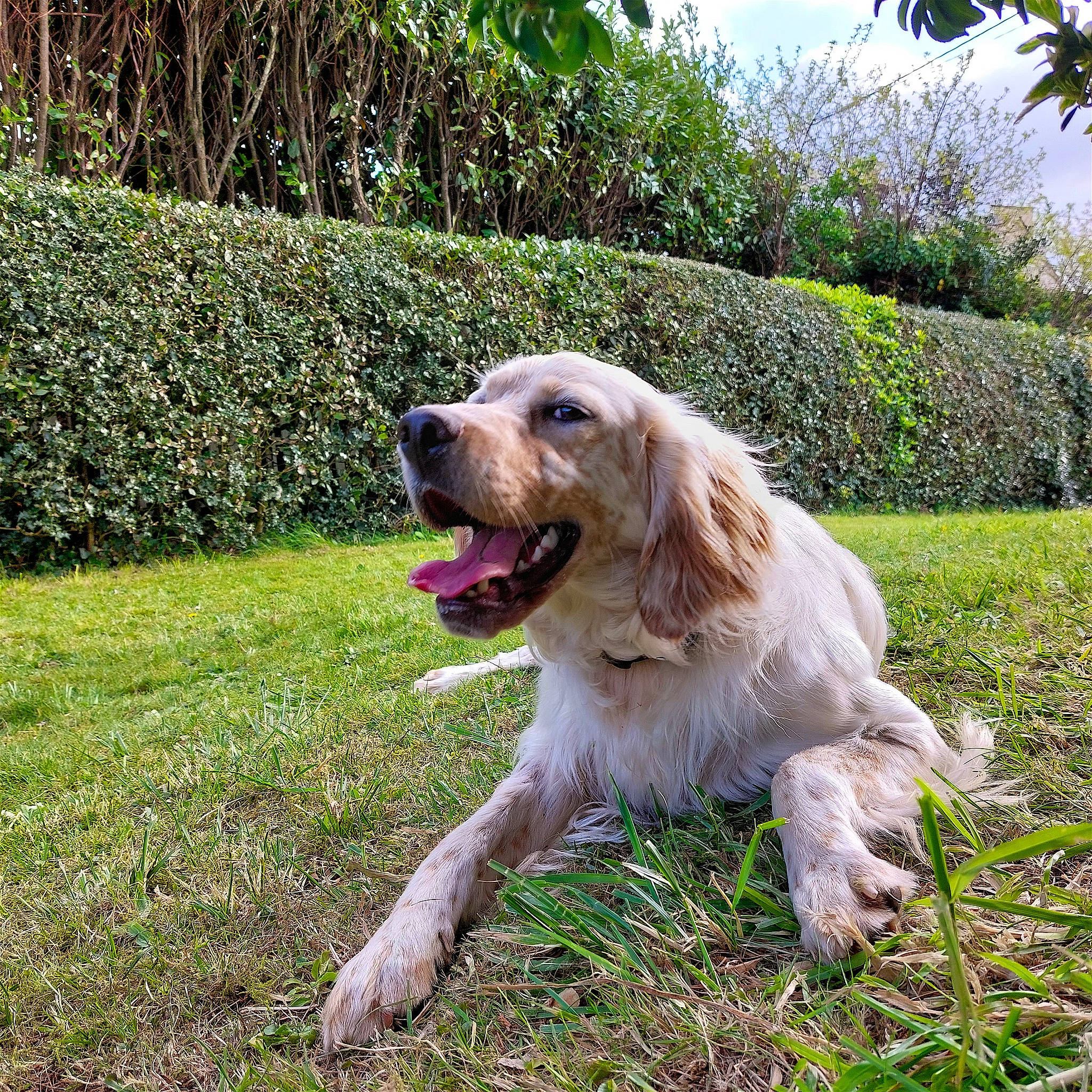 Ulysse participe au concours pour gagner de l'argent avec cette photo : canidae, carnivore, companion_dog, dog, dog_breed, grass, groundcover, gun_dog, happy, hedge, livestock_guardian_dog, plant, sky, sporting_group, tree, working_dog