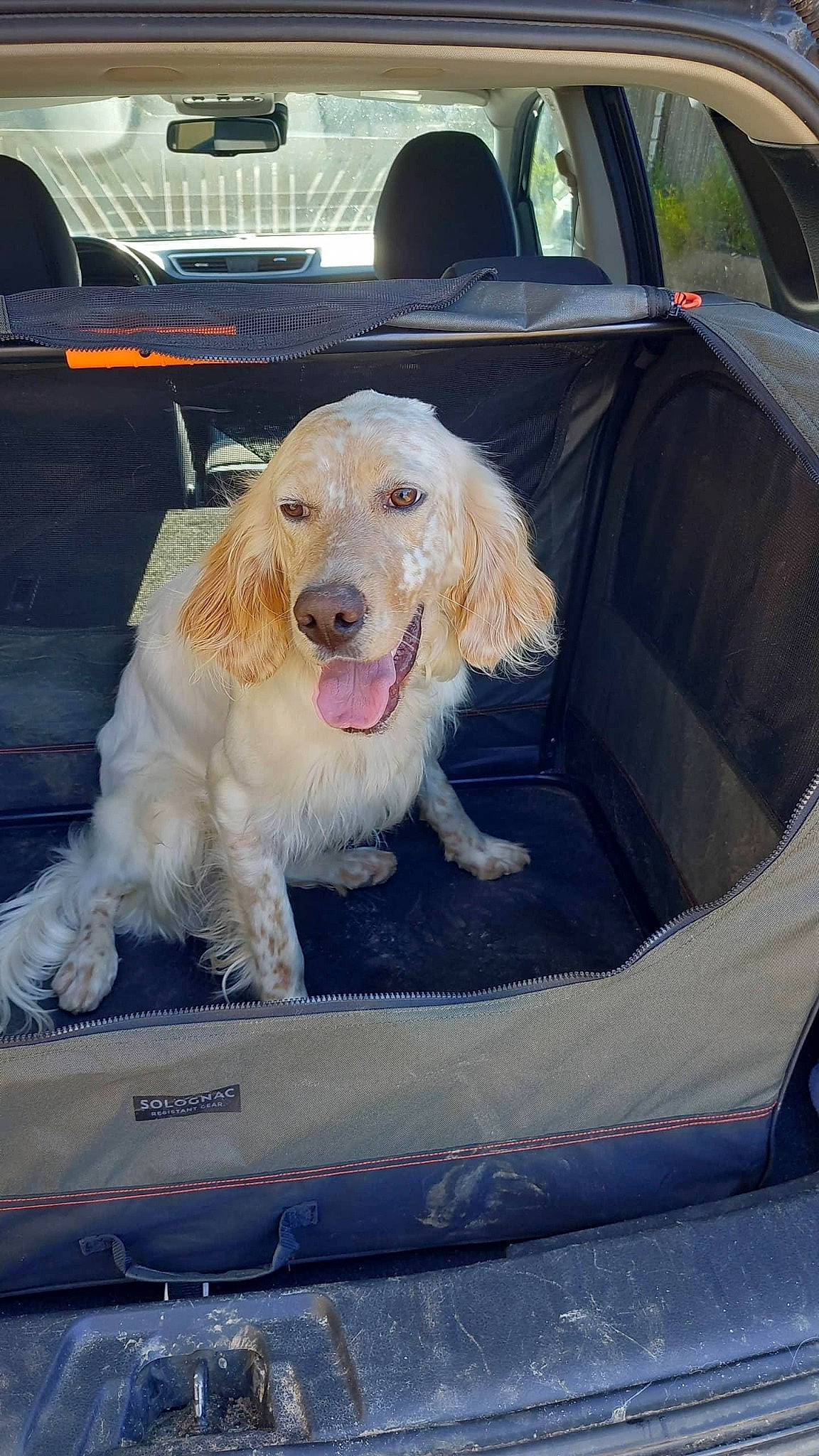 Ulysse participe au concours pour gagner de l'argent avec cette photo : auto_part, automotive_exterior, canidae, car, car_seat, car_seat_cover, carnivore, companion_dog, dog, dog_breed, dog_supply, family_car, fur, luxury_vehicle, motor_vehicle, snout, sporting_group, vehicle, vehicle_door, windshield