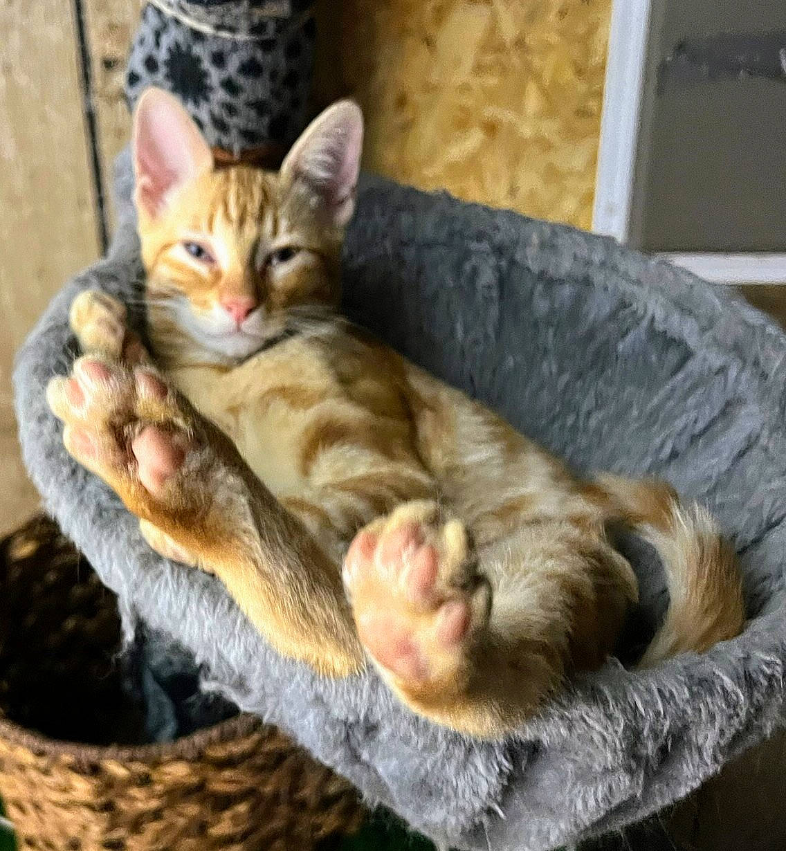 Corazon is registered to the contest to win money with this photo: carnivore, cat, cat_furniture, cat_supply, claw, comfort, couch, domestic_short_haired_cat, fawn, felidae, fur, nap, paw, sitting, small_to_medium_sized_cats, snout, tail, tree, whiskers