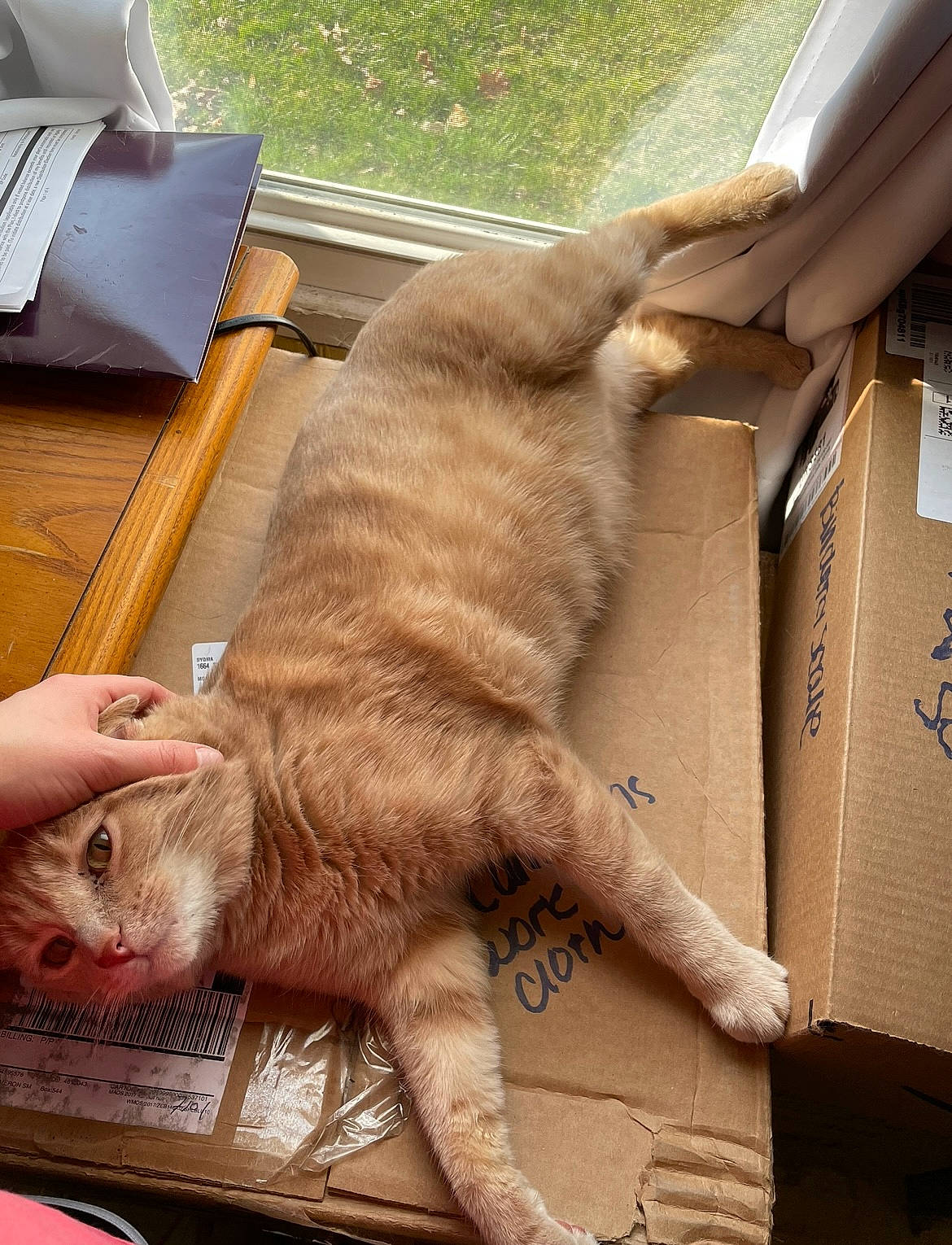 Milo joined the competition — help win amazing prizes! box, carnivore, cat, claw, domestic_short_haired_cat, fawn, felidae, flooring, fur, human_leg, paw, plant, shipping_box, small_to_medium_sized_cats, snout, tail, terrestrial_animal, whiskers, wildlife, wood