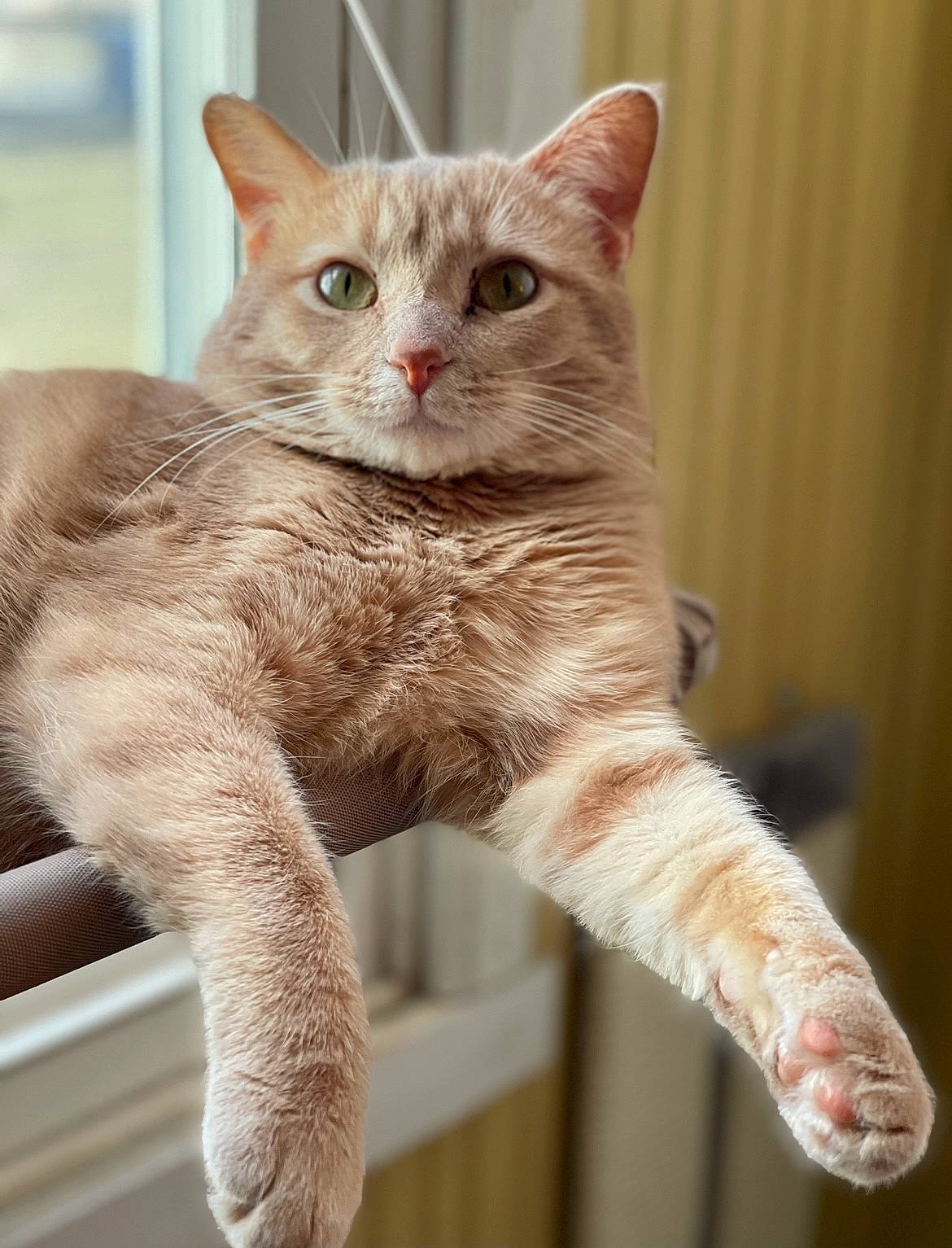 Milo joined the competition — help win amazing prizes! carnivore, cat, cat_supply, claw, domestic_short_haired_cat, fawn, felidae, fur, paw, small_to_medium_sized_cats, snout, tail, terrestrial_animal, whiskers, window