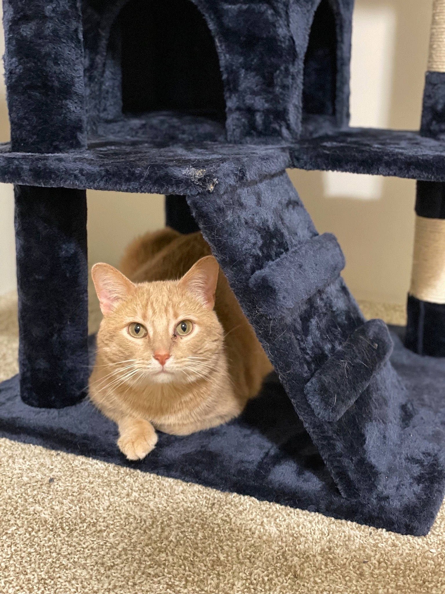 Milo joined the competition — help win amazing prizes! automotive_tire, carnivore, cat, cat_furniture, cat_supply, chair, domestic_short_haired_cat, fawn, felidae, fur, grey, pet_supply, road_surface, small_to_medium_sized_cats, snout, tail, vertebrate, whiskers, window, wood