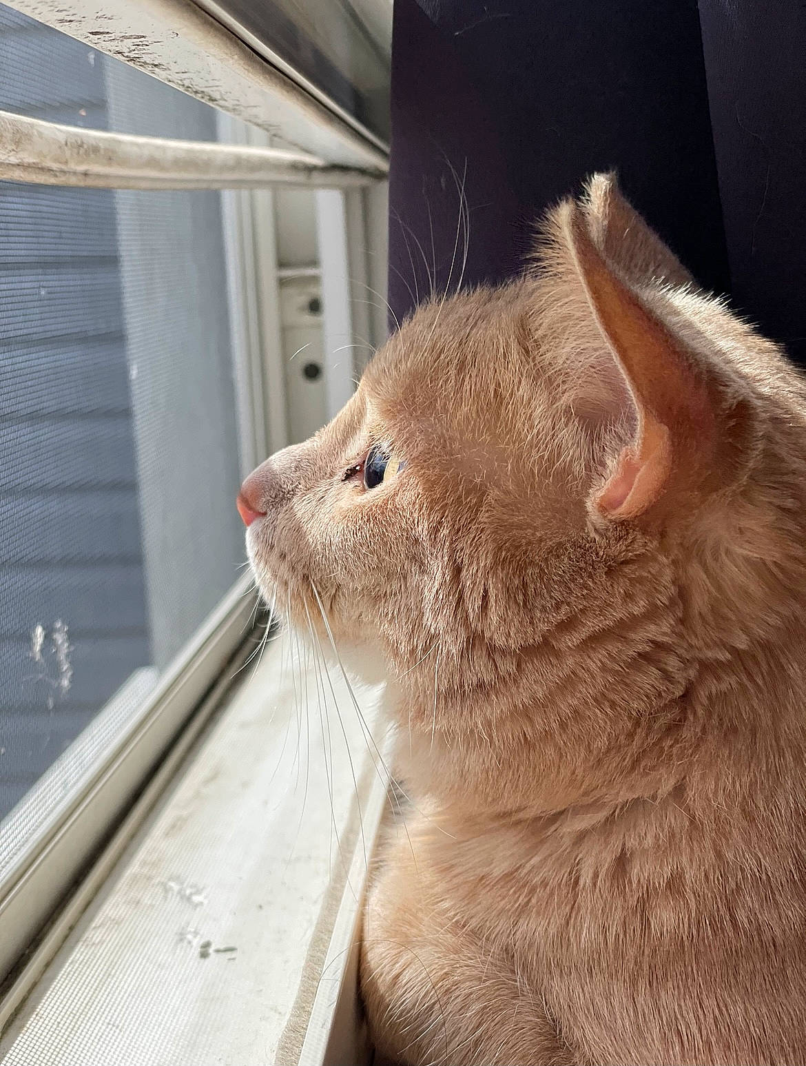 Milo joined the competition — help win amazing prizes! carnivore, cat, comfort, domestic_short_haired_cat, fawn, felidae, flooring, fur, glass, paw, small_to_medium_sized_cats, snout, tail, terrestrial_animal, whiskers, window, wood