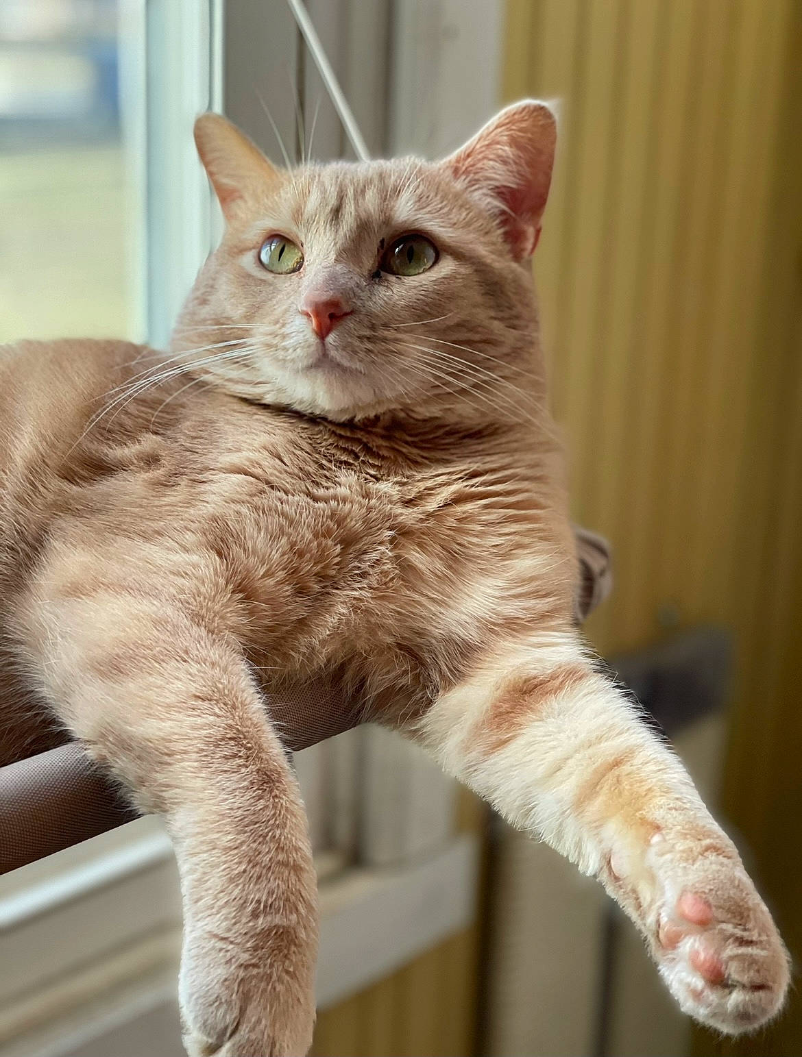 Milo is registered to the contest to win money with this photo: carnivore, cat, claw, domestic_short_haired_cat, fawn, felidae, fur, paw, small_to_medium_sized_cats, tail, terrestrial_animal, whiskers, window