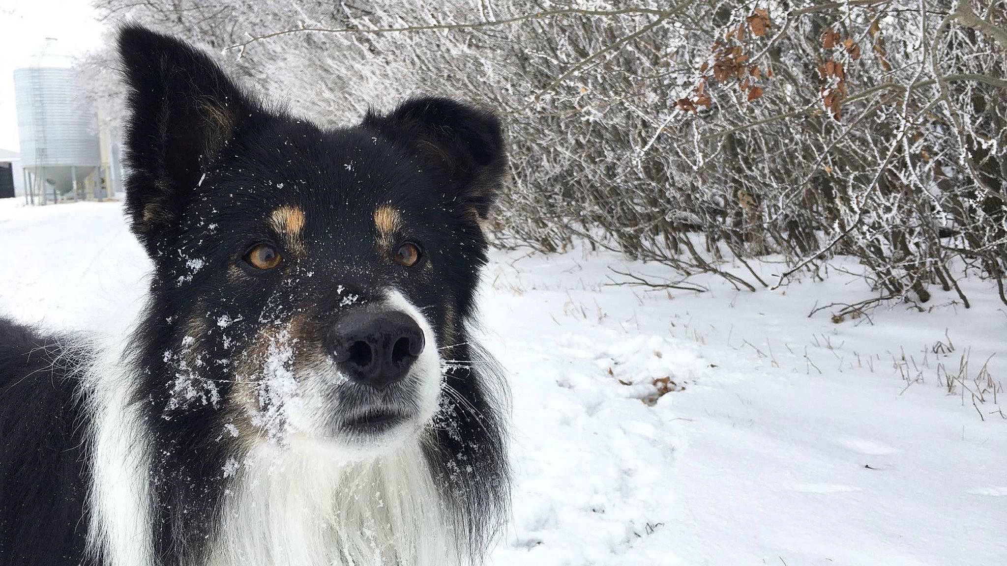 Max is registered to the contest to win money with this photo: australian_collie, australian_shepherd, border_collie, canadian_eskimo_dog, canidae, carnivore, dog, dog_breed, english_shepherd, herding_dog, lapponian_herder, mammal, rare_breed_dog, russo_european_laika, snow, sporting_group, vertebrate, winter