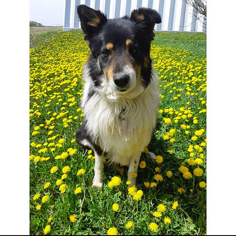 Max joined the competition — help win amazing prizes! australian_collie, australian_shepherd, border_collie, canidae, carnivore, companion_dog, dog, dog_breed, flower, herding_dog, mammal, plant, rare_breed_dog, shetland_sheepdog, vertebrate, wildflower, working_dog