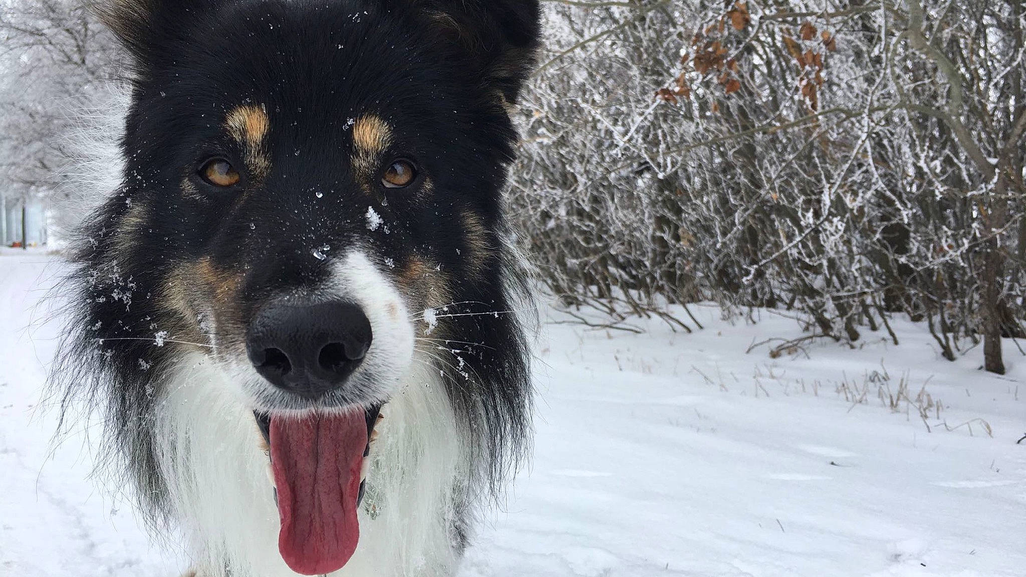 Max is registered to the contest to win money with this photo: australian_collie, australian_shepherd, bernese_mountain_dog, border_collie, canadian_eskimo_dog, canidae, carnivore, collie, dog, dog_breed, english_shepherd, herding_dog, lapponian_herder, mammal, rare_breed_dog, scotch_collie, seppala_siberian_sleddog, snout, snow, vertebrate