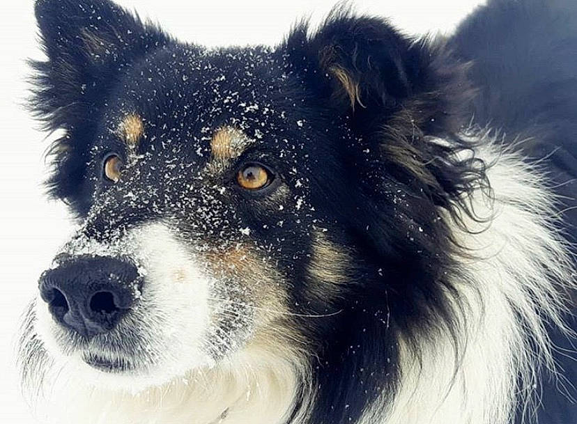 Max joined the competition — help win amazing prizes! australian_collie, australian_shepherd, border_collie, canidae, carnivore, collie, companion_dog, dog, dog_breed, english_shepherd, herding_dog, lapponian_herder, mammal, nose, rare_breed_dog, scotch_collie, shetland_sheepdog, snout, vertebrate, working_dog