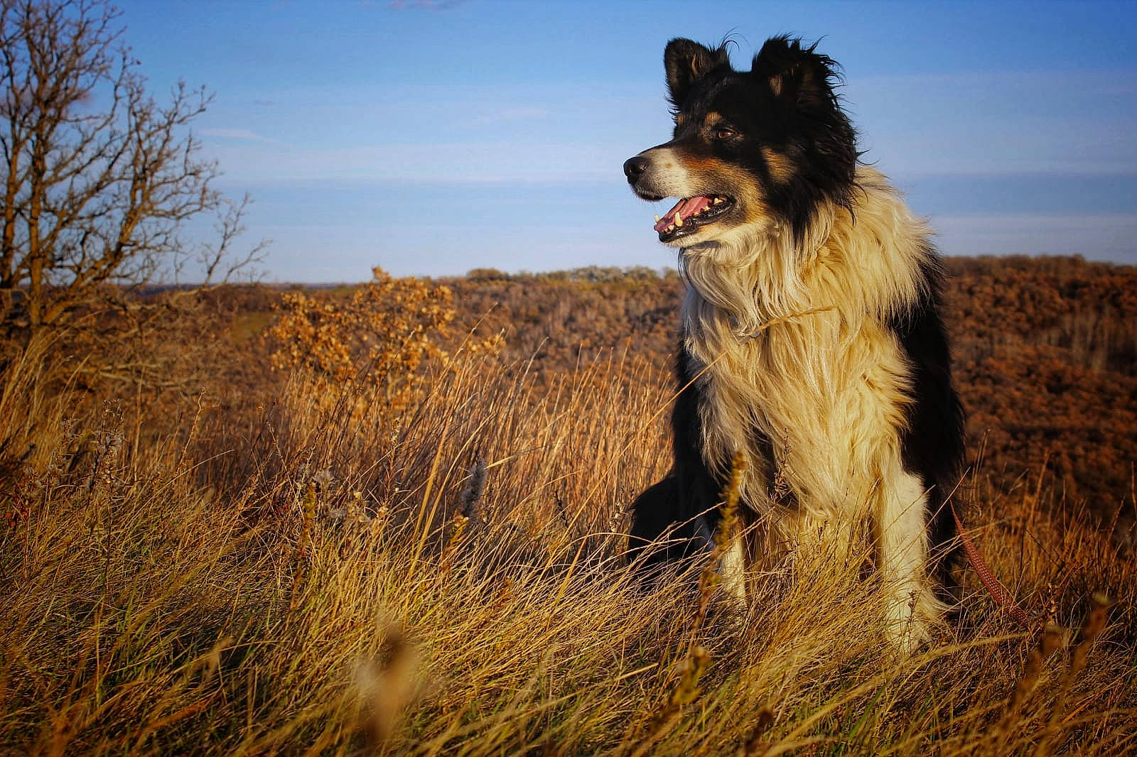 Max is registered to the contest to win money with this photo: australian_shepherd, canidae, carnivore, collie, dog, dog_breed, fur, grassland, herding_dog, mammal, sky, sporting_group, vertebrate, wildlife