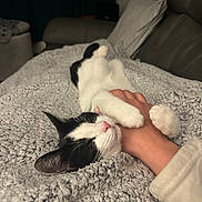 Declan is registered to the contest to win money with this photo: cat, black_and_white, hand, blanket, cozy, indoor, couch, snuggling, pet, fur, relaxed, soft_texture, comfort, sleepy, domestic_animal, human_hand, resting, cute, affection, feline